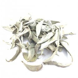 White Sage Salvia Apiana Natural Purification