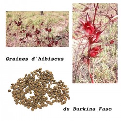 Graines Hibiscus Bissap Burkina Karkadét