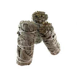 Sauge Salvia apiana de Californie pour la purification.